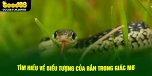 Tìm hiểu về biểu tượng rắn trong giấc mơ